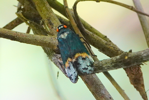 Penthicodes farinosa