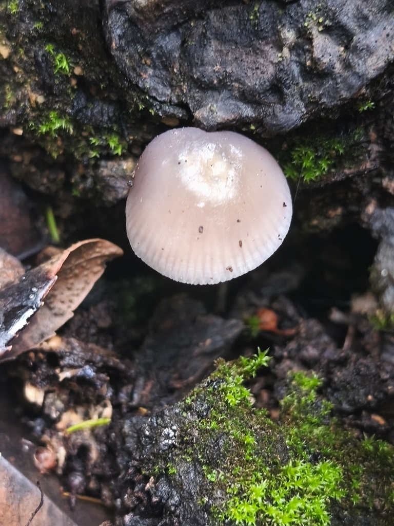Mycena pura · February 2026 · photo: © mycototor (iNaturalist, cc-by)