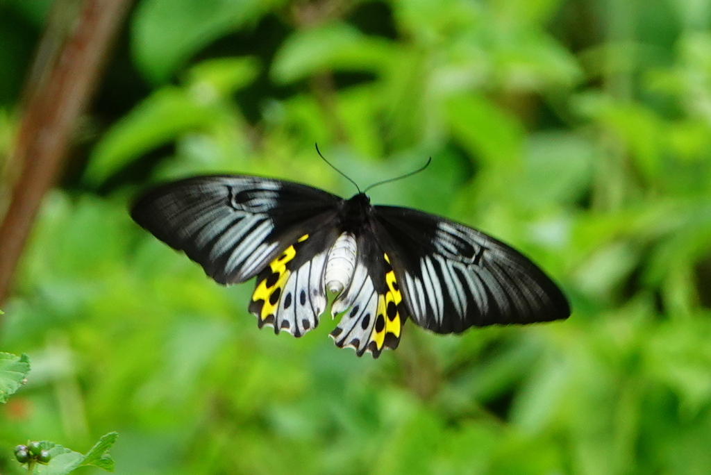 Rippon’s Birdwing (Troides hypolitus)