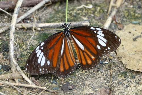 Danaus genutia