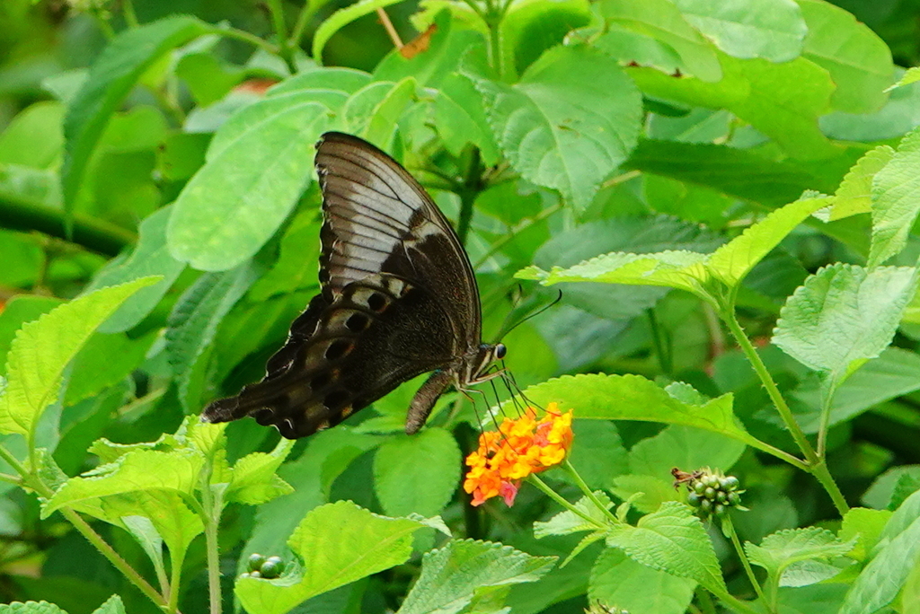 Papilio peranthus (Papilio peranthus)