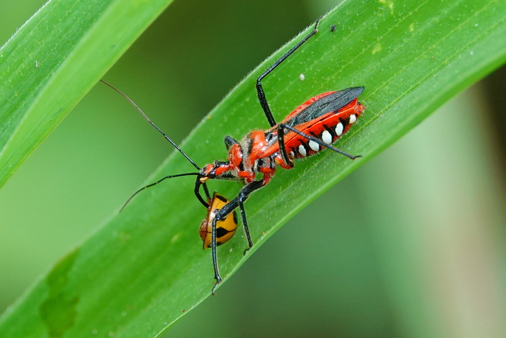 Rhynocoris costalis