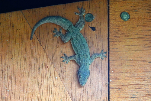 Hemidactylus platyurus