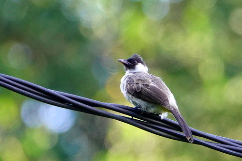 Pycnonotus aurigaster