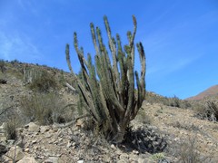 Eulychnia taltalensis