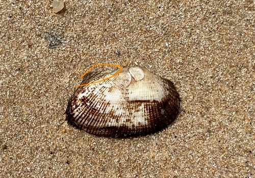 Barbatia decussata observed 2026-02-05