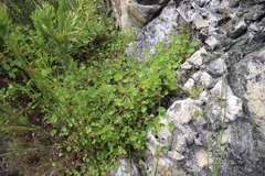 Centella eriantha