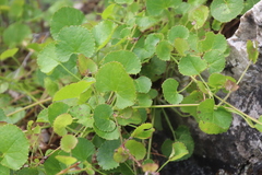 Centella eriantha