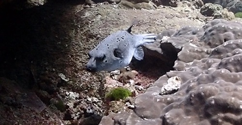 Arothron nigropunctatus