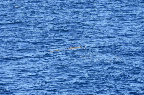 ヒガシアメリカオウギハクジラ