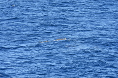 Mesoplodon europaeus