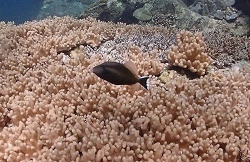 Sufflamen chrysopterum