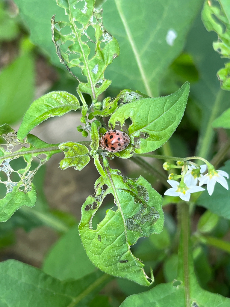 Bheda Insect Hadda Beetle in February 2026 by Nakatada Wachi. ? · iNaturalist