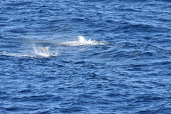 Mesoplodon europaeus
