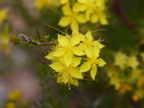 Calytrix flavescens observed 2026-02-04