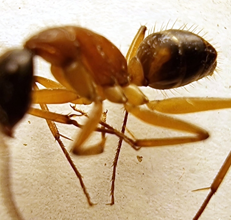Banded Sugar Ant from Bulga Forest NSW 2429, Australia on January 10 ...