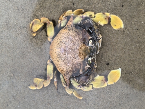 Common Moon Crab