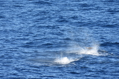 Mesoplodon europaeus
