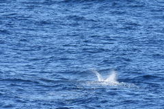 Mesoplodon europaeus