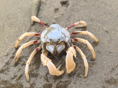 Mictyris brevidactylus