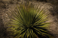 Dasylirion cedrosanum