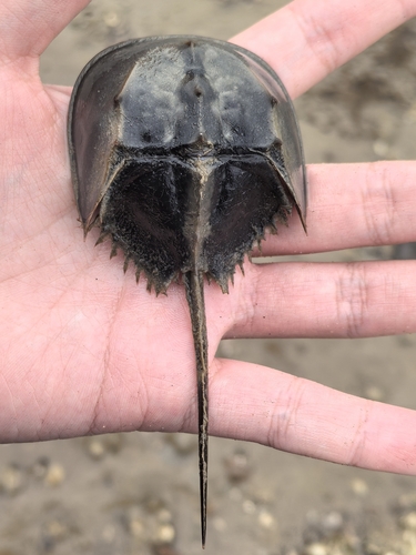Chinese Horseshoe Crab