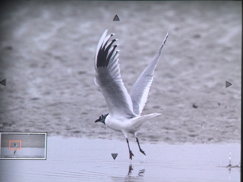 Saunders's Gull
