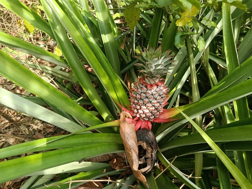 pineapple
