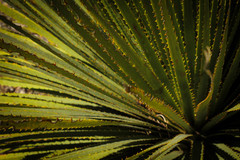 Dasylirion cedrosanum