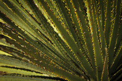 Dasylirion cedrosanum