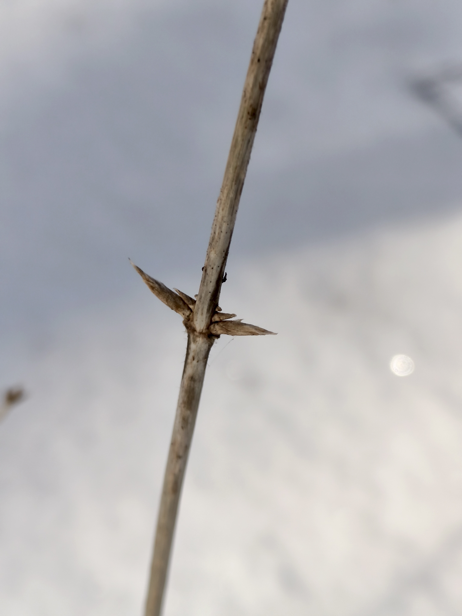 Beispielbild: Rote Heckenkirsche (Lonicera xylosteum)