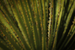 Dasylirion cedrosanum