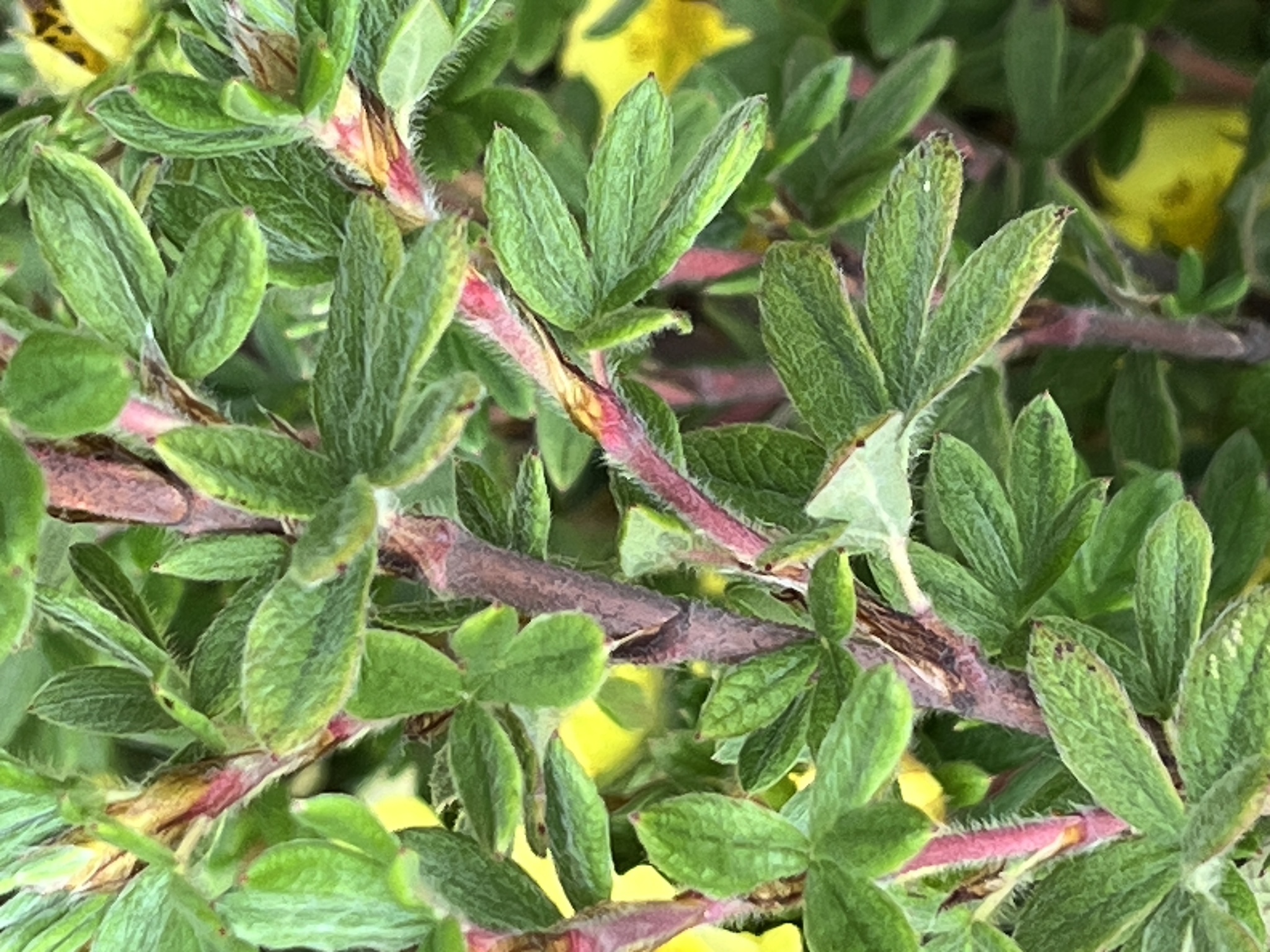 Beispielbild: Fingerstrauch (Dasiphora fruticosa)