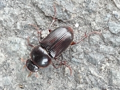 Acrossidius tasmaniae