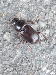 Acrossidius tasmaniae