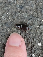 Acrossidius tasmaniae