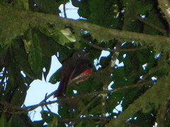 Trogon collaris
