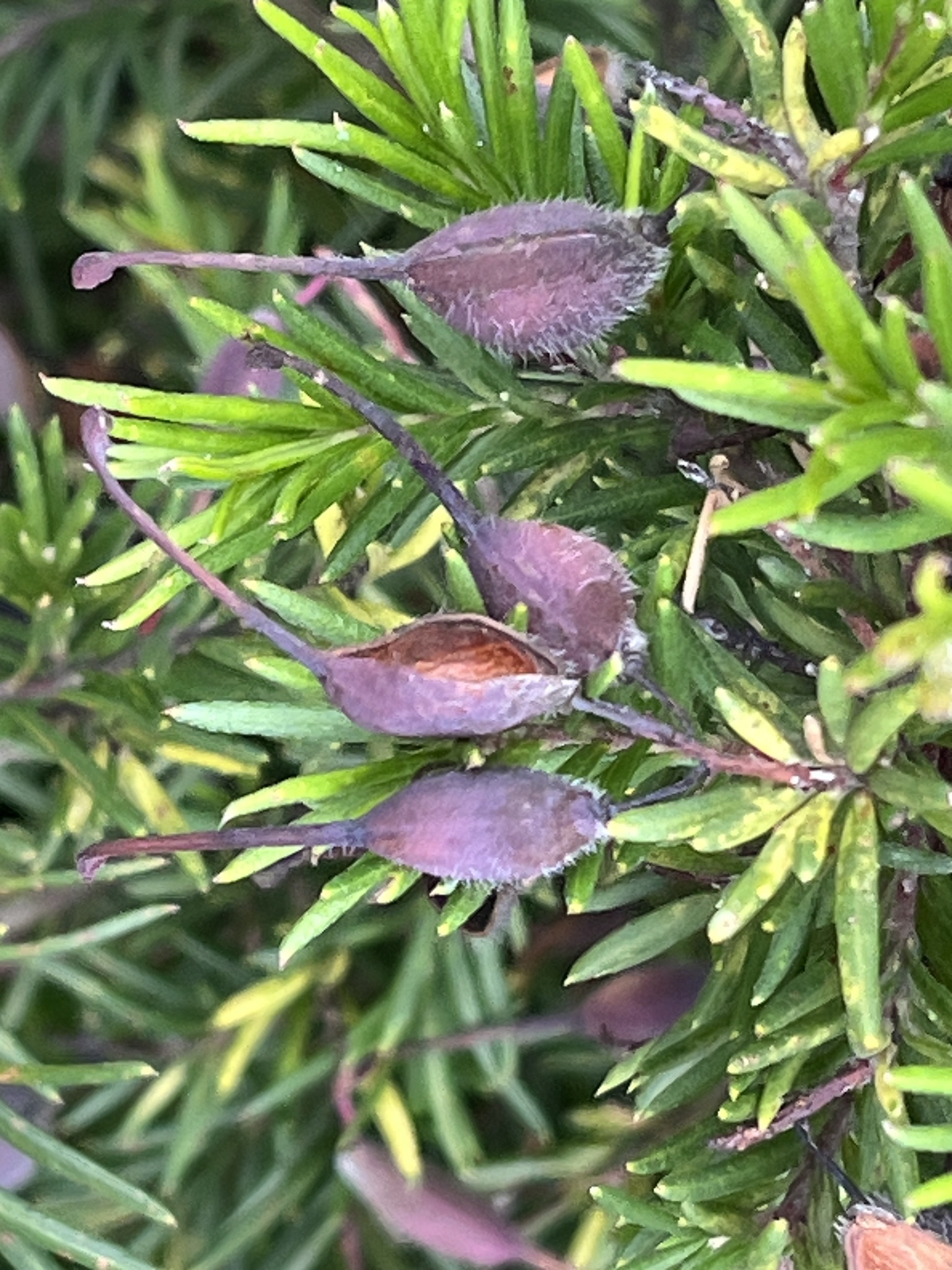 Grevillea Rosmarinifolia (Grevillea rosmarinifolia)