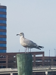 Larus argentatus