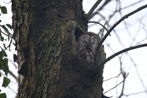 View observation of {o.common_name} on iNaturalist