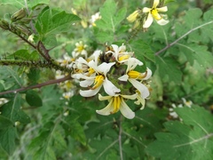 Solanum grayi