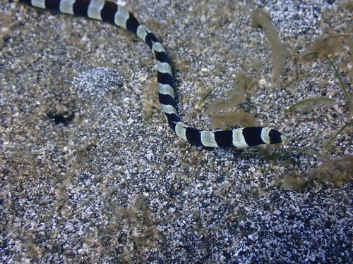 Banded snake eel (Myrichthys colubrinus) — Ophichthidae