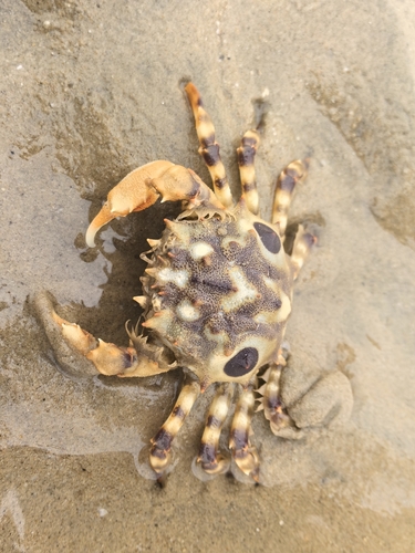 Tiger Crab