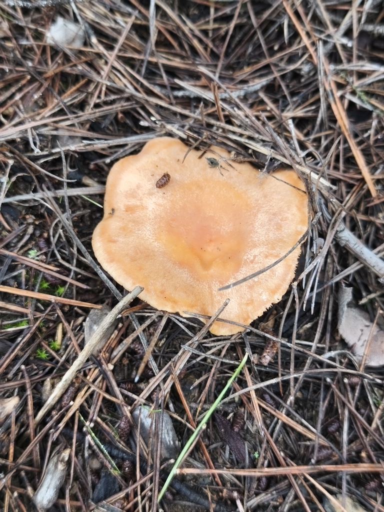 Lactarius chrysorrheus · February 2026 · photo: © mycototor (iNaturalist, cc-by)