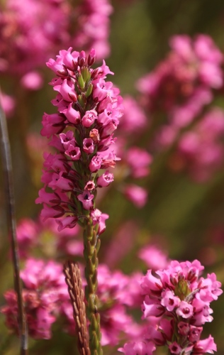 Image of Erica longiaristata by (c) Tony Rebelo, some rights reserved (CC BY-SA)