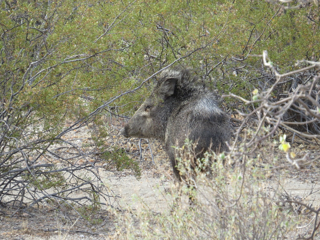 Sonoran Collared Peccary