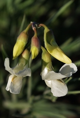Lathyrus pannonicus collinus