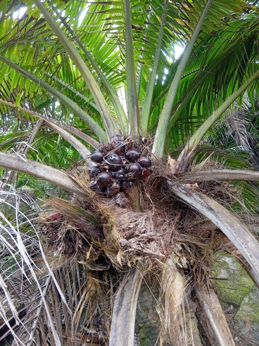 Une autre photo de African oil palm