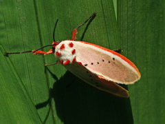 Trosia nigropunctigera