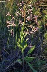 Hesperis tristis